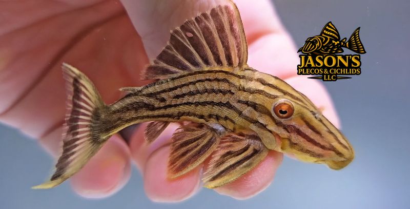 jasonsplecoscichlids.com