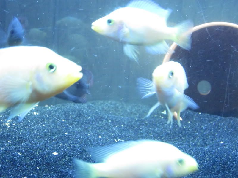 fish105.jpg