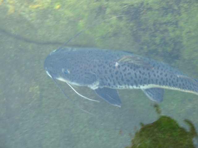 8712568800_8ccca5c94c_z.jpg