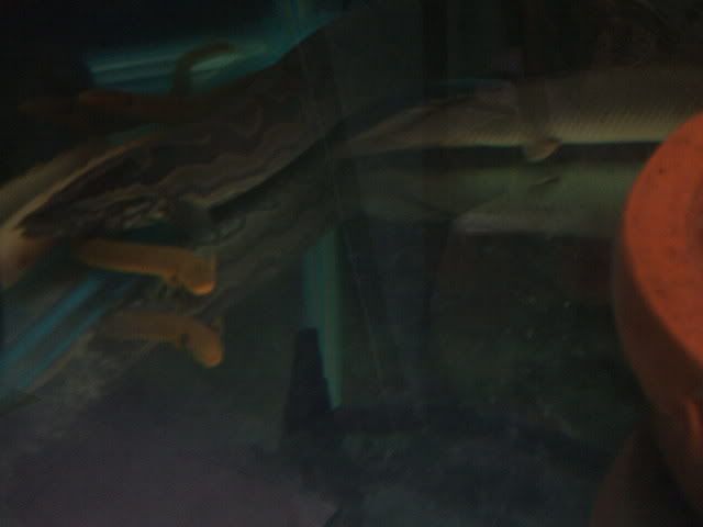 DSCF2413.jpg