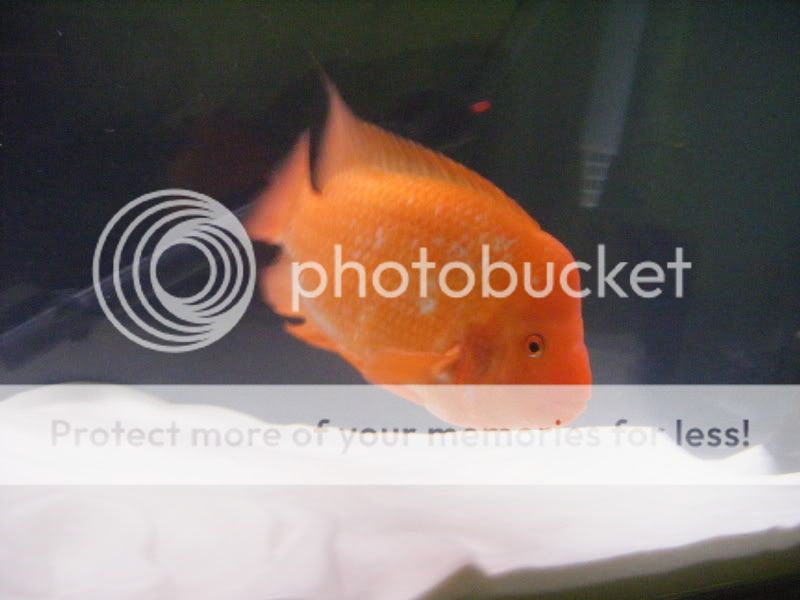 DSCF9966.jpg