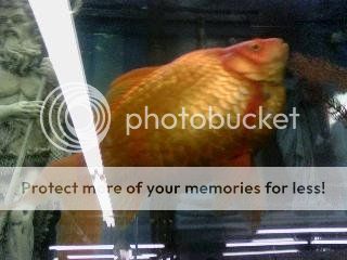 goldfish3_zps23d37f8e.jpg