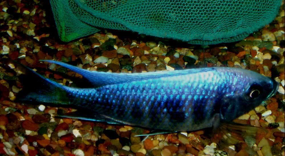 MaleLupingu.jpg