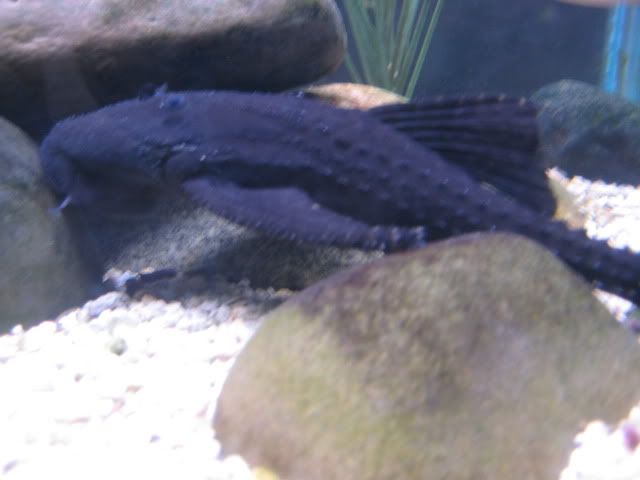 IMG_3138.jpg