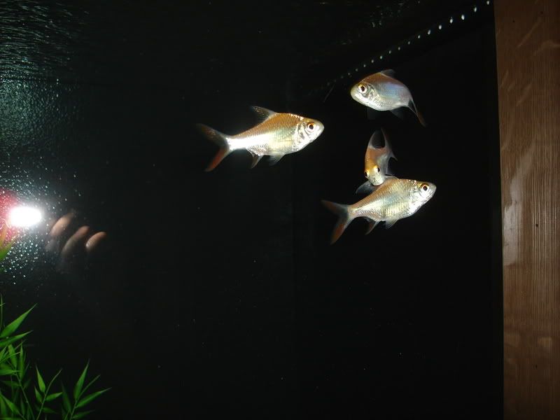 DSC02411.jpg