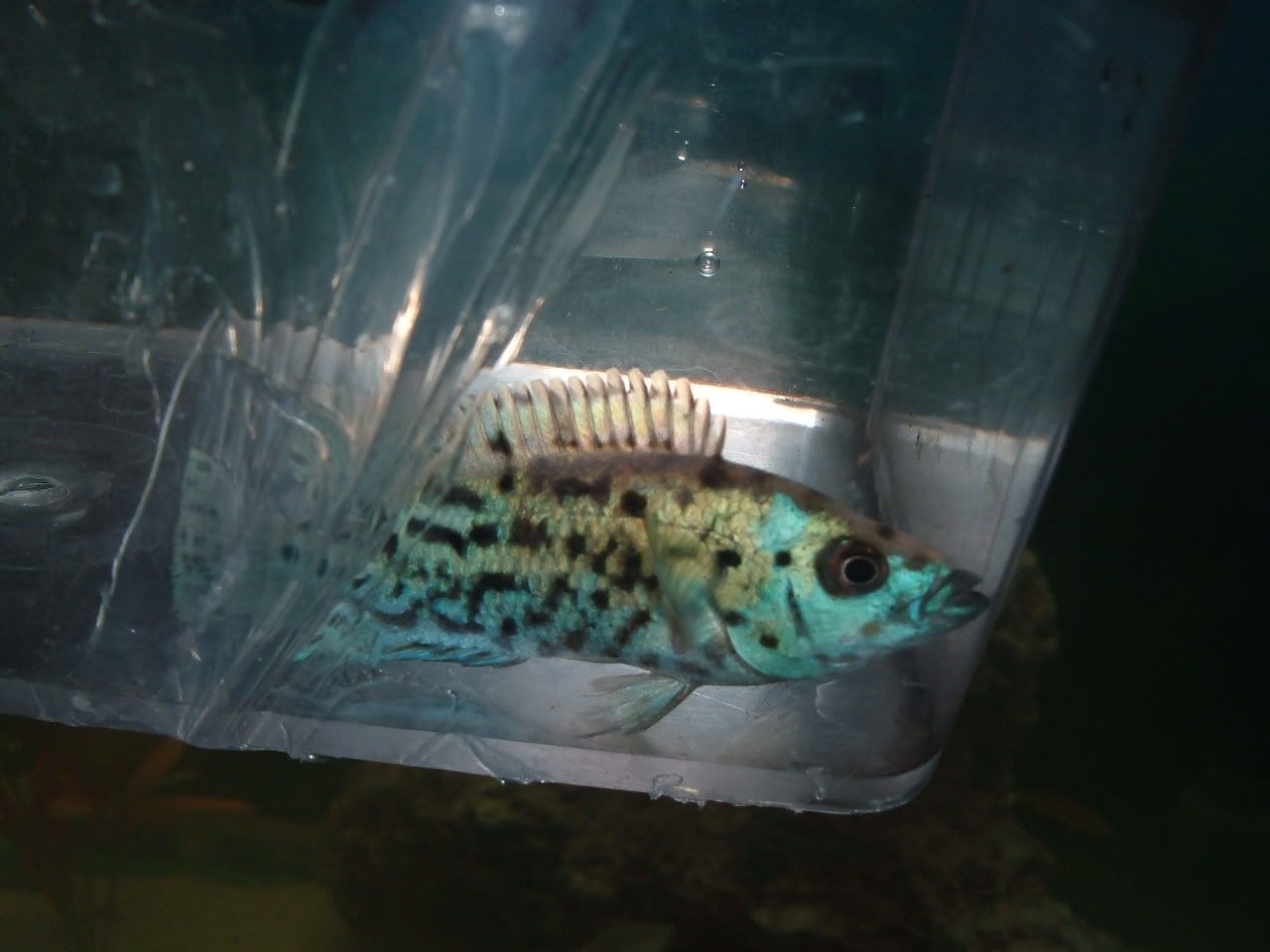 DSCF1453.jpg