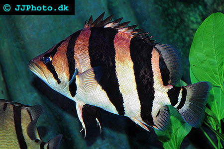 datnoides_microlepis_2.jpg
