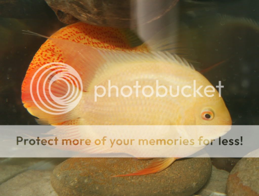 red_gold_spawning_092909_01.jpg