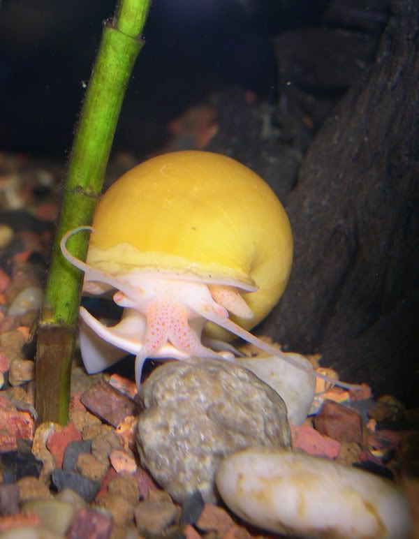 fish4-1.jpg