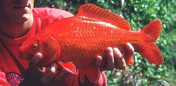 carassius_auratus_1_1_kg.jpg