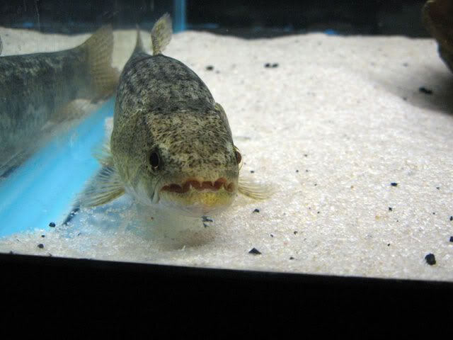 Hoplias-8inch19.jpg