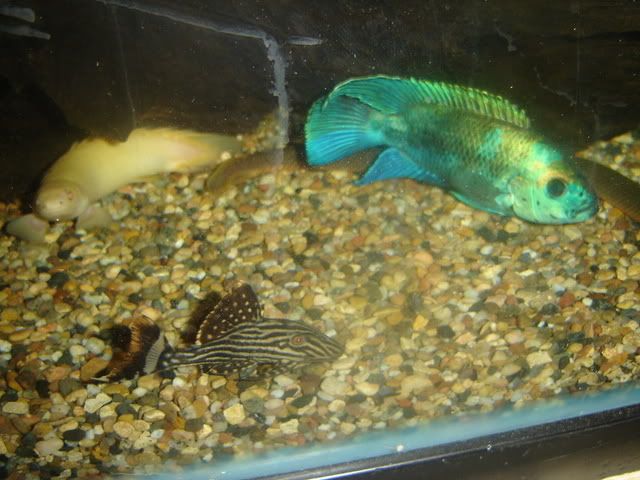 BabyRoyalBlueDempseyandAlbinoSen.jpg