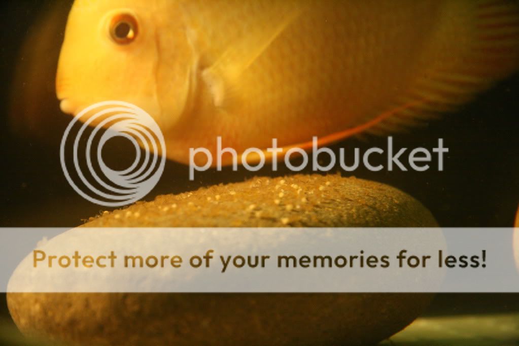 red_gold_spawning_100209_01.jpg