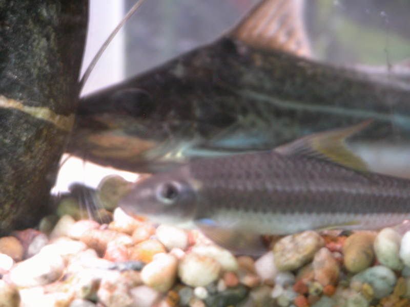 DSCN1089.jpg