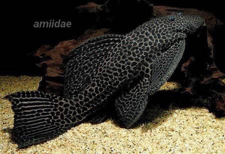 Megalancistrus_parananus.jpg