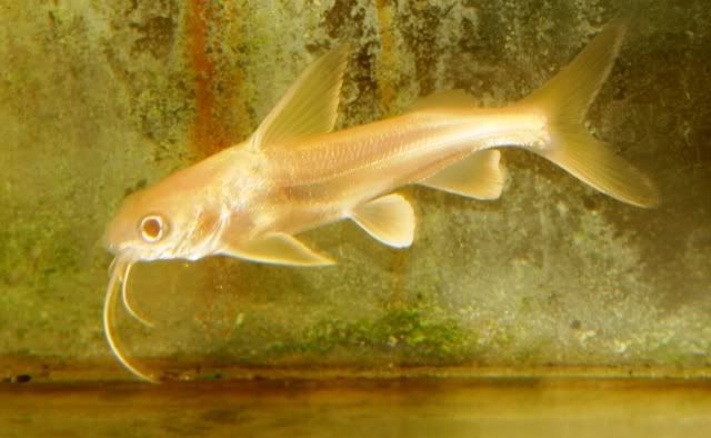 AlbinoSharkCatfish-1.jpg