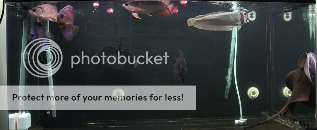 Fulltankshot2.jpg