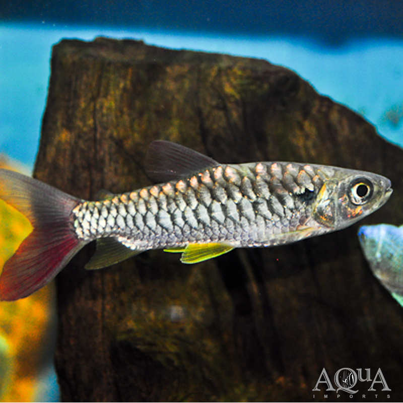 www.aqua-imports.com