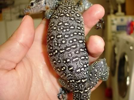 babyindicus4.jpg