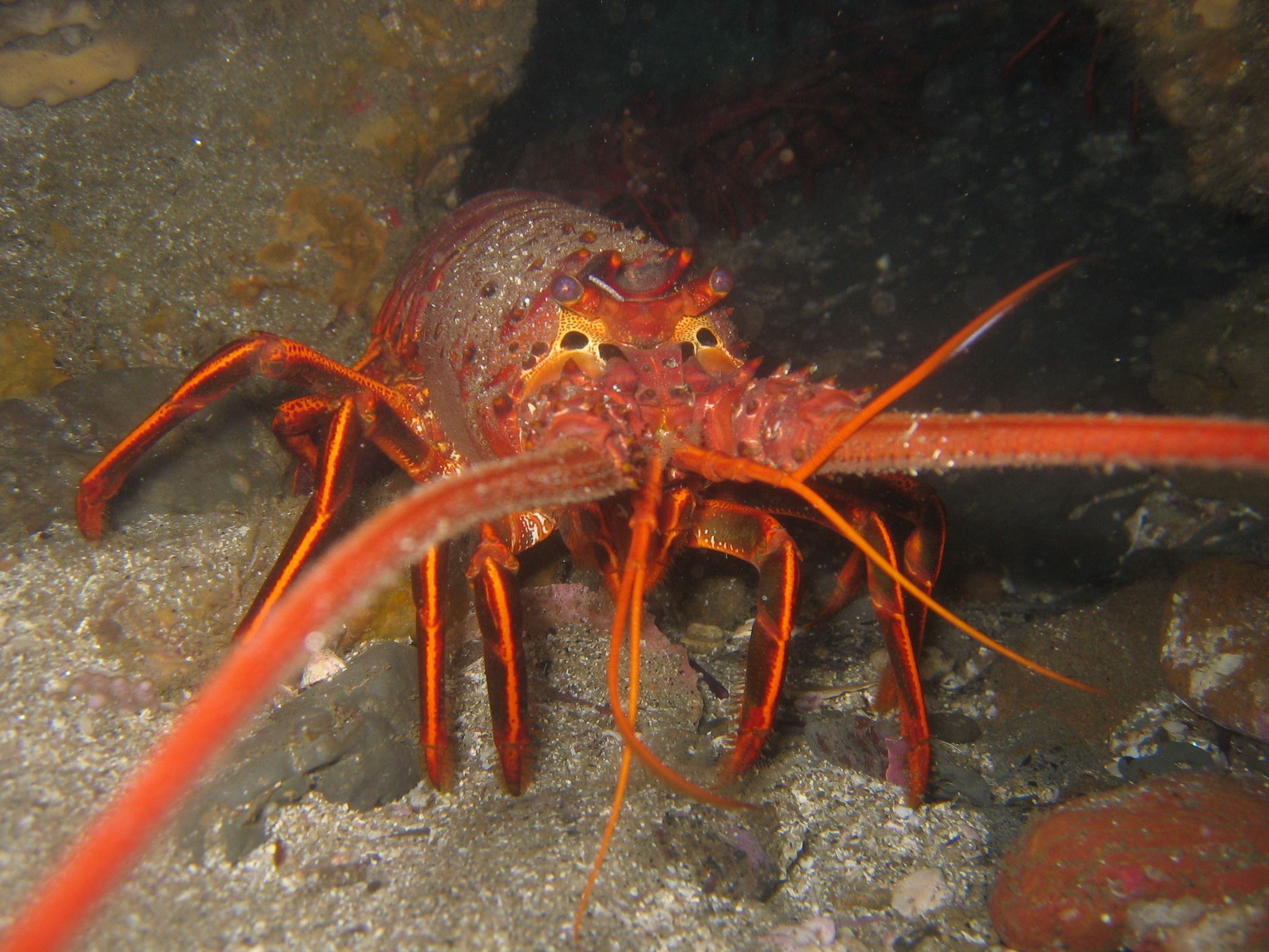California_spiny_lobster.JPG