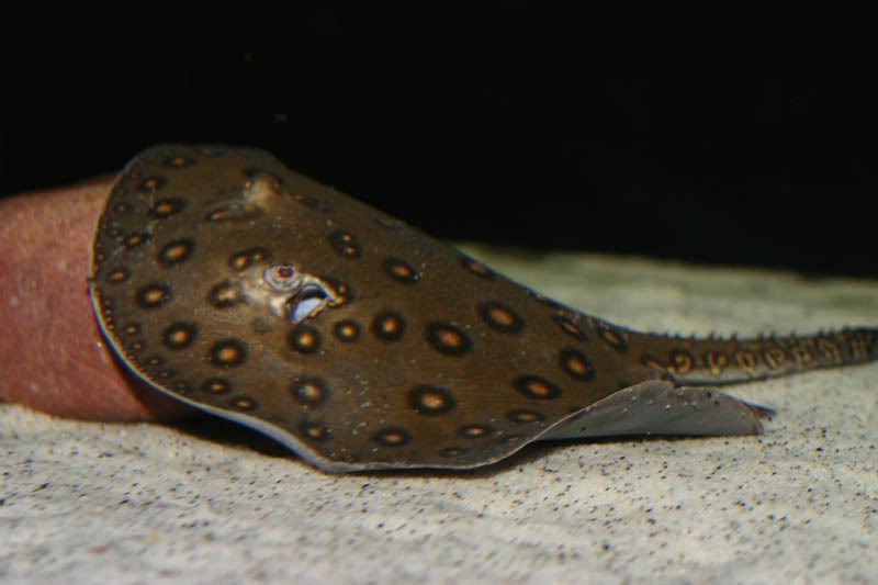 raytank076.jpg