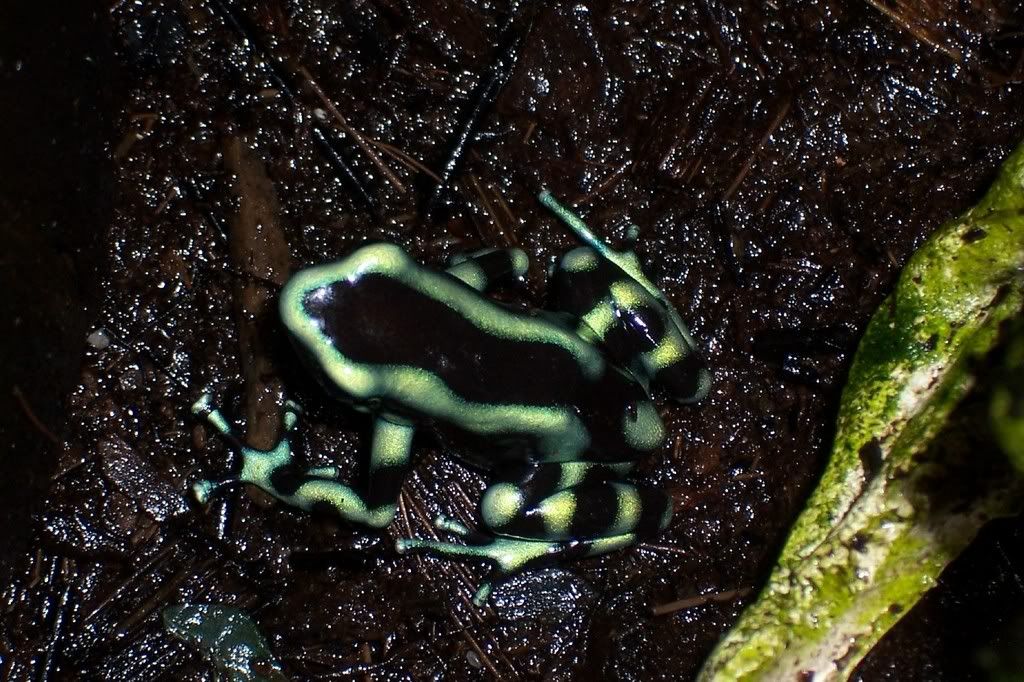 auratus.jpg