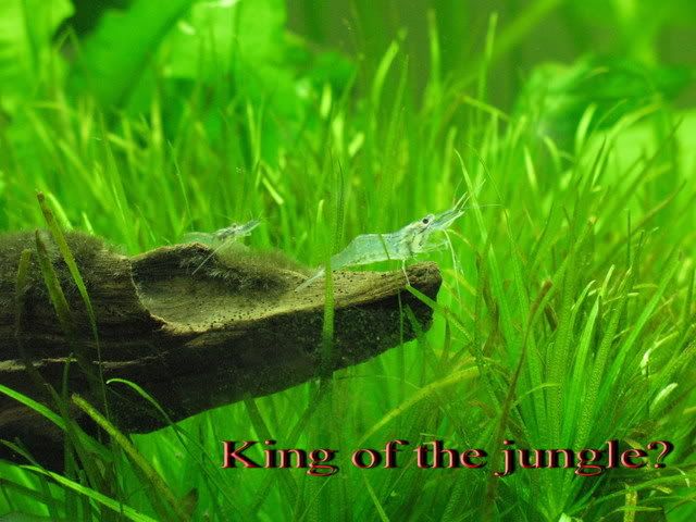 Kingofthejungle.jpg