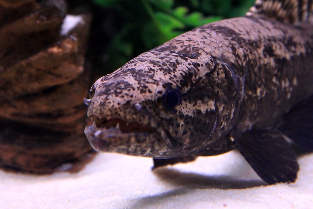 5548012663_dbb85c153e_b.jpg