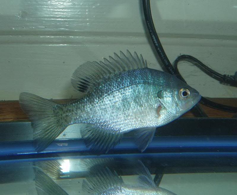 bluegill2.jpg