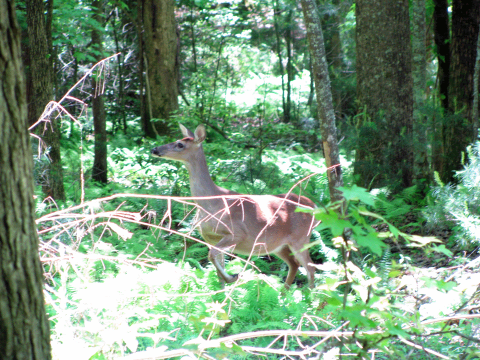 Deer2.gif