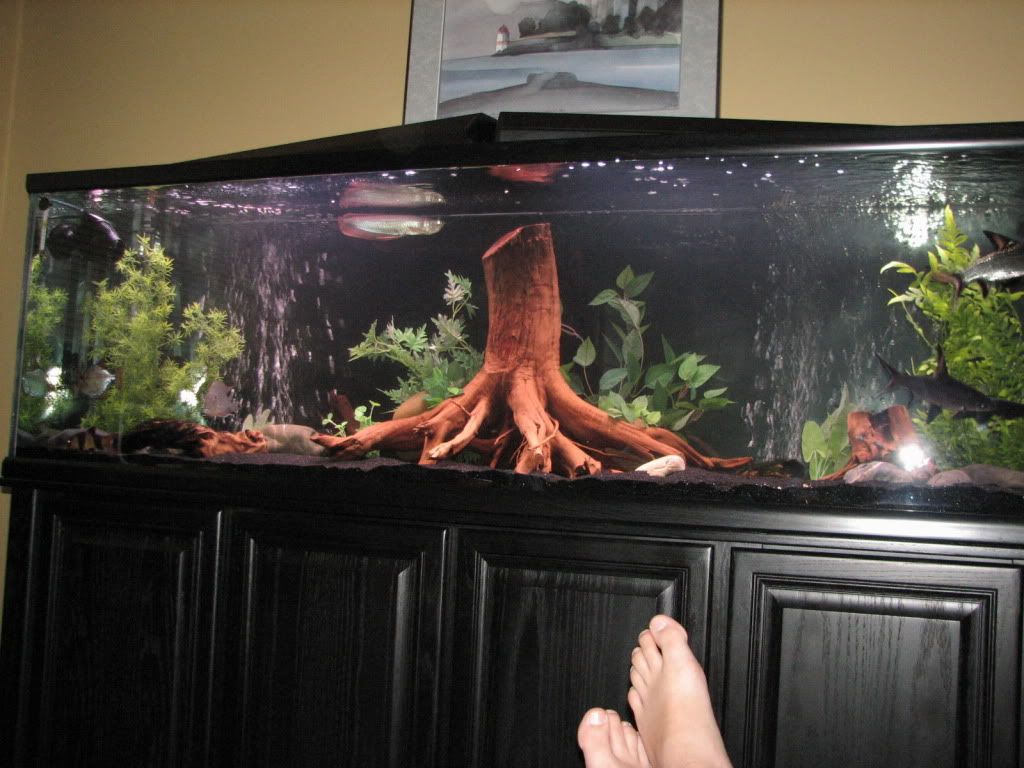 Fishtank052.jpg