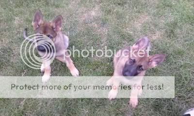 puppies.jpg