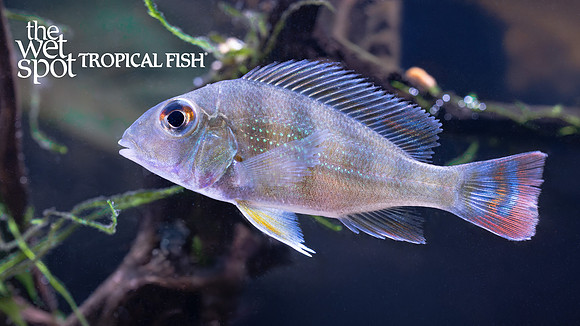 www.wetspottropicalfish.com