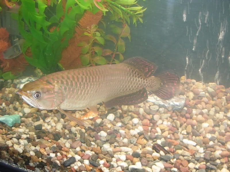 11jardini.jpg