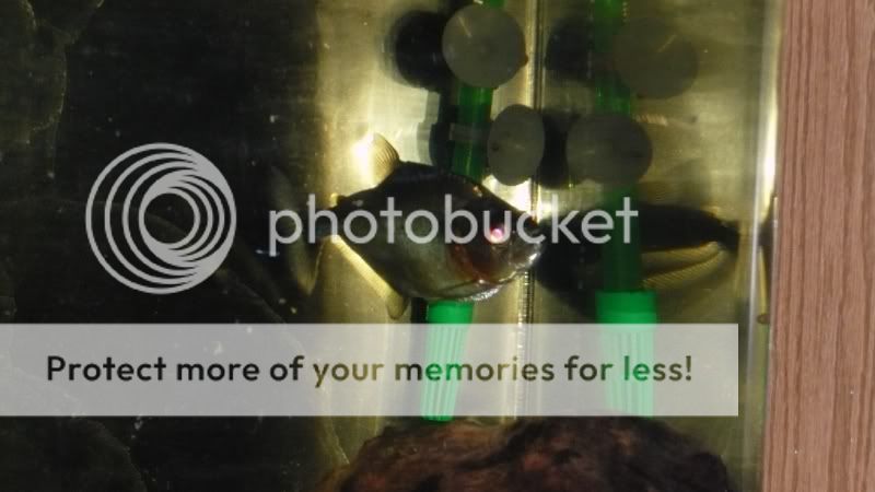 Feeding for Shy Fish: Expert Tips to Boost Their Appetite