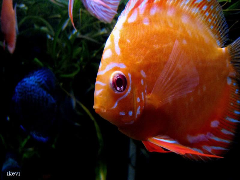 discus1.jpg