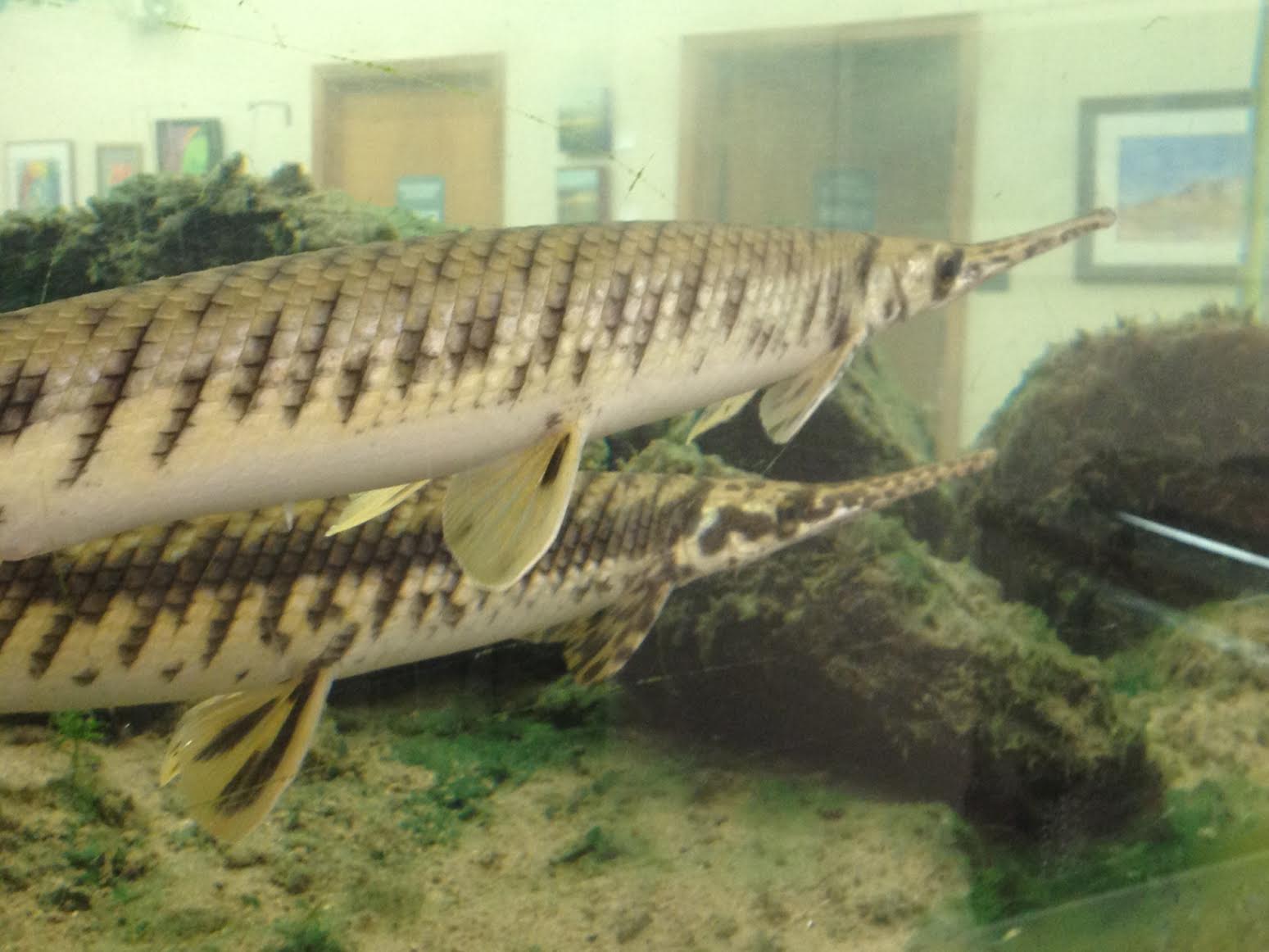 BuoEhuD.jpg