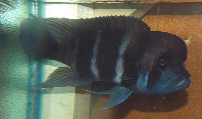 120509Frontosa.jpg