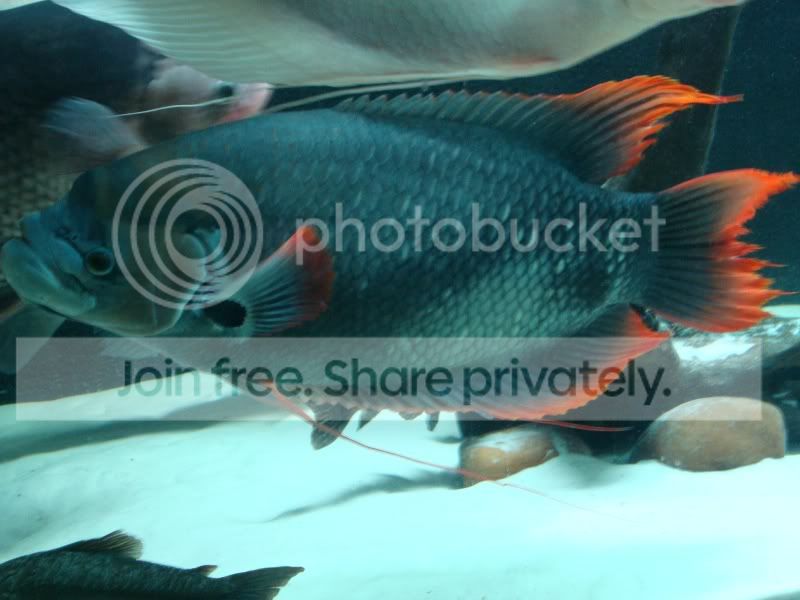 faredtail.jpg