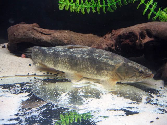 mala12inch4.jpg