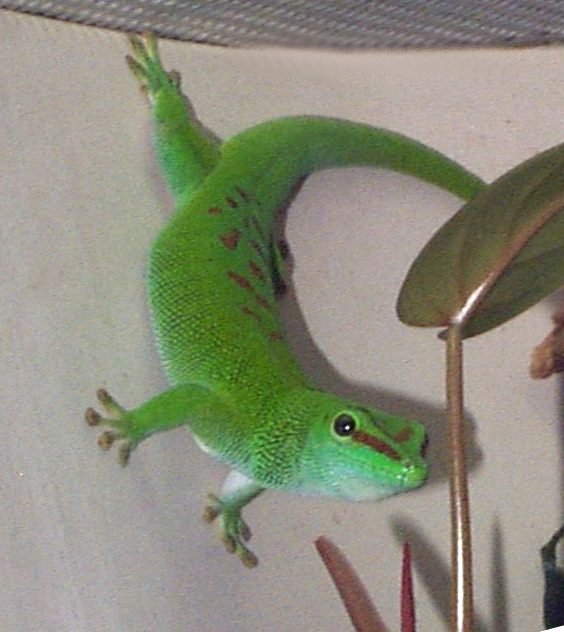 MadDayGecko123101_36.jpg