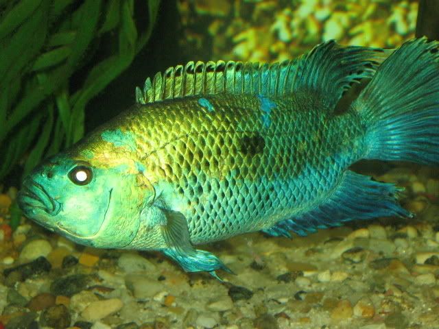 ElectricBlueJackDempsey10.jpg