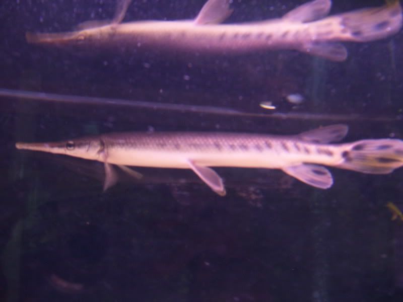 Gar004.jpg