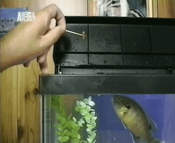giphy.gif