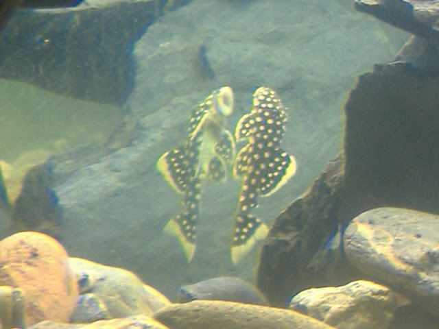 DSCF9234.jpg