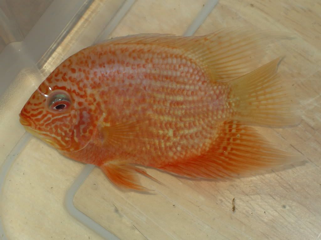 DSCN0455.jpg