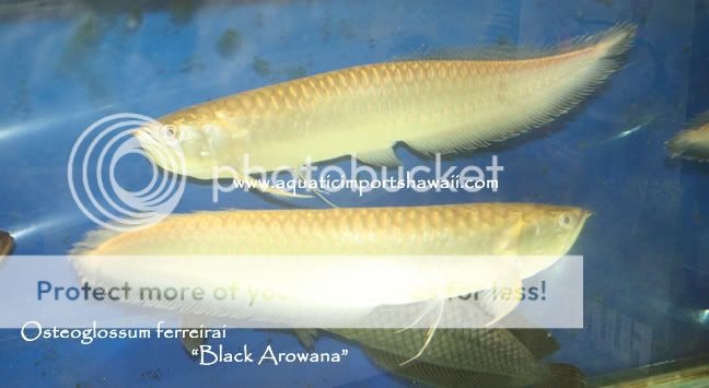 blackarowana2.jpg