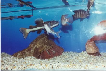 old180gallon1.jpg