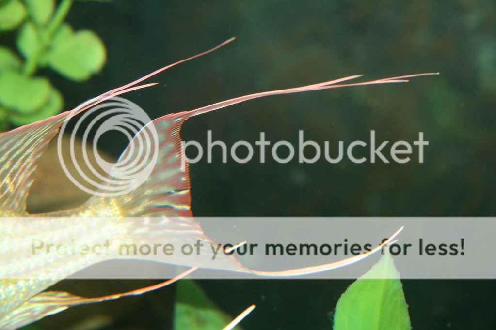 Geophagus_abalios_110609_03.jpg