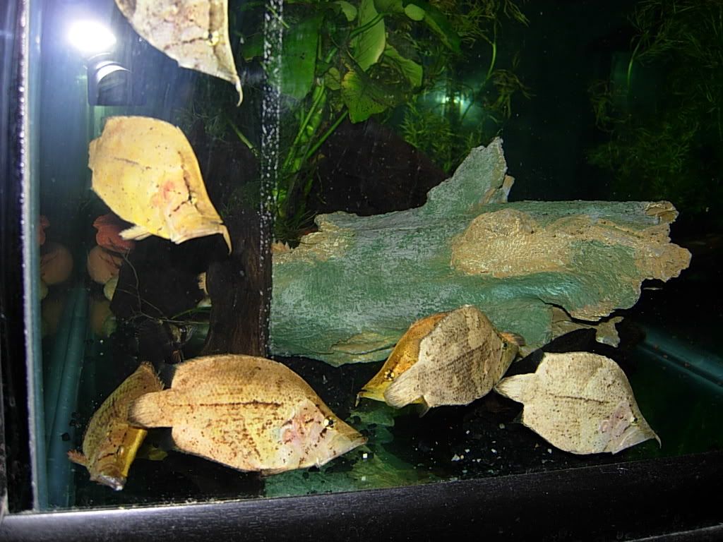 leaffish031.jpg